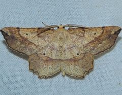 Euchlaena deplanaria by (c) Andy Reago & Chrissy McClarren, some rights reserved (CC BY). Used under a CC-BY license.