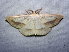 Euchlaena irraria by (c) Louis Imbeau, some rights reserved (CC BY), uploaded by Louis Imbeau. Used under a CC-BY license.