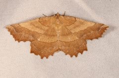 Euchlaena mollisaria by (c) Laura Gaudette, some rights reserved (CC BY), uploaded by Laura Gaudette. Used under a CC-BY license.