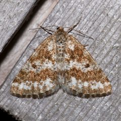 Eufidonia convergaria by (c) Laura Gaudette, some rights reserved (CC BY), uploaded by Laura Gaudette. Used under a CC-BY license.