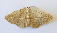 Eusarca tibiaria by (c) jimeckert49, some rights reserved (CC BY). Used under a CC-BY license.