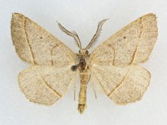 Eusarca tibiaria by no rights reserved, uploaded by Robbie Hannawacker. Used under a CC0 license.