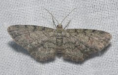 Glenoides texanaria by (c) Andy Reago & Chrissy McClarren, some rights reserved (CC BY). Used under a CC-BY license.