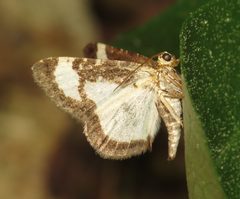 Heliomata cycladata by (c) Nick Block, some rights reserved (CC BY), uploaded by Nick Block. Used under a CC-BY license.