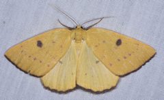 Hesperumia fumosaria by (c) Don Loarie, some rights reserved (CC BY), uploaded by Don Loarie. Used under a CC-BY license.