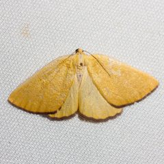 Hesperumia fumosaria by (c) Ken-ichi Ueda, some rights reserved (CC BY). Used under a CC-BY license.