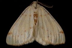 Hesperumia sulphuraria by (c) Jeremy deWaard. University of British Columbia., some rights reserved (CC BY). Used under a CC-BY license.