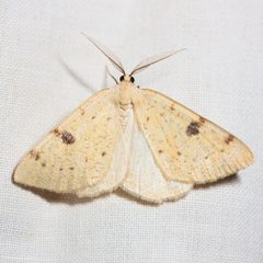 Hesperumia sulphuraria by (c) Ken-ichi Ueda, some rights reserved (CC BY), uploaded by Ken-ichi Ueda. Used under a CC-BY license.