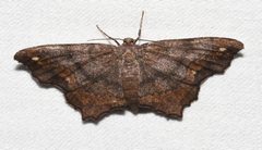 Hypagyrtis esther by no rights reserved, uploaded by Chrissy McClarren and Andy Reago. Used under a CC0 license.