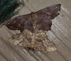 Hypagyrtis esther by (c) Gordon C. Snelling, some rights reserved (CC BY), uploaded by Gordon C. Snelling. Used under a CC-BY license.