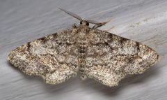 Hypagyrtis piniata by (c) Nick Block, some rights reserved (CC BY), uploaded by Nick Block. Used under a CC-BY license.