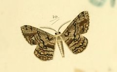 Hypomecis gnopharia by no rights reserved, uploaded by Andreas Manz. Used under a CC0 license.