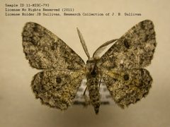 Hypomecis gnopharia by no rights reserved, uploaded by Andreas Manz. Used under a CC0 license.