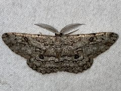 Hypomecis umbrosaria by (c) Samuel Paul Galick, some rights reserved (CC BY), uploaded by Samuel Paul Galick. Used under a CC-BY license.