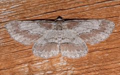 Iridopsis pergracilis by (c) Laura Gaudette, some rights reserved (CC BY), uploaded by Laura Gaudette. Used under a CC-BY license.