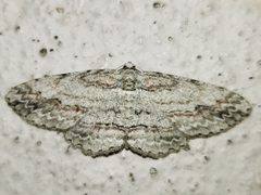 Iridopsis pergracilis by (c) Arturo Santos, some rights reserved (CC BY), uploaded by Arturo Santos. Used under a CC-BY license.