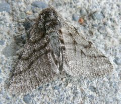 Lycia ursaria by (c) Matt Bowser, some rights reserved (CC BY), uploaded by Matt Bowser. Used under a CC-BY license.