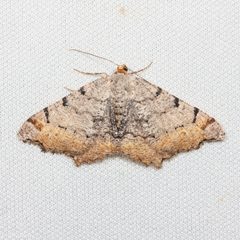 Macaria adonis by (c) Ken-ichi Ueda, some rights reserved (CC BY). Used under a CC-BY license.