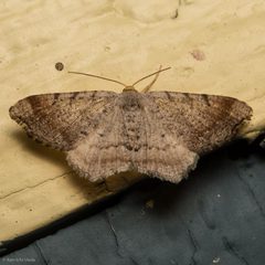 Macaria minorata by (c) Ken-ichi Ueda, some rights reserved (CC BY), uploaded by Ken-ichi Ueda. Used under a CC-BY license.