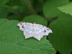 Macaria notata by (c) Matthew Gerke, some rights reserved (CC BY), uploaded by Matthew Gerke. Used under a CC-BY license.