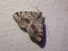 Macaria boreata by no rights reserved, uploaded by Ellyne Geurts. Used under a CC0 license.