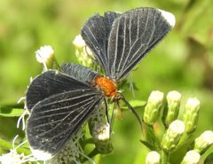 Melanchroia chephise by (c) Francisco Farriols Sarabia, some rights reserved (CC BY), uploaded by Francisco Farriols Sarabia. Used under a CC-BY license.