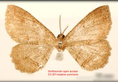 Melanolophia imperfectaria by no rights reserved, uploaded by Andreas Manz. Used under a CC0 license.