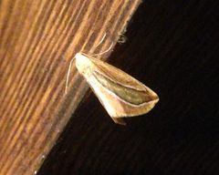 Melemaea magdalena by (c) Cole Wolf, some rights reserved (CC BY), uploaded by Cole Wolf. Used under a CC-BY license.