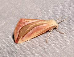 Melemaea magdalena by (c) Laura Gaudette, some rights reserved (CC BY), uploaded by Laura Gaudette. Used under a CC-BY license.