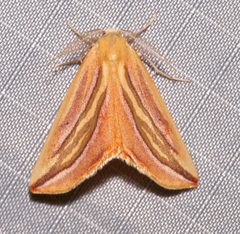Melemaea magdalena by (c) Laura Gaudette, some rights reserved (CC BY), uploaded by Laura Gaudette. Used under a CC-BY license.