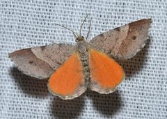 Mellilla xanthometata by (c) Andy Reago & Chrissy McClarren, some rights reserved (CC BY). Used under a CC-BY license.