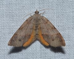 Mellilla xanthometata by (c) Andy Reago & Chrissy McClarren, some rights reserved (CC BY). Used under a CC-BY license.