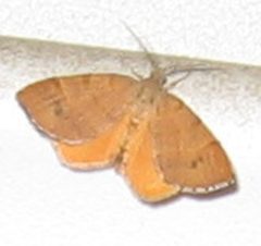 Mellilla xanthometata by (c) Donna Fernstrom, some rights reserved (CC BY), uploaded by Donna Fernstrom. Used under a CC-BY license.