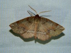 Metarranthis duaria by (c) Louis Imbeau, some rights reserved (CC BY), uploaded by Louis Imbeau. Used under a CC-BY license.