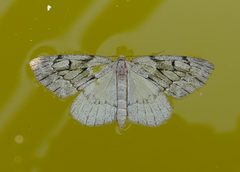 Nepytia swetti by (c) Wendy McCrady, some rights reserved (CC BY), uploaded by Wendy McCrady. Used under a CC-BY license.