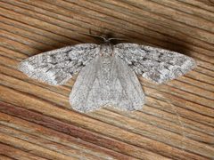 Nepytia umbrosaria by (c) Donald Hobern, some rights reserved (CC BY). Used under a CC-BY license.