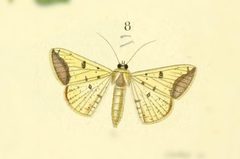 Numia terebintharia by no rights reserved, uploaded by Andreas Manz. Used under a CC0 license.