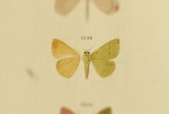 Numia terebintharia by no rights reserved, uploaded by Andreas Manz. Used under a CC0 license.