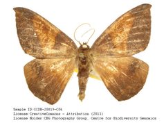 Oxydia cubana by no rights reserved, uploaded by Andreas Manz. Used under a CC0 license.
