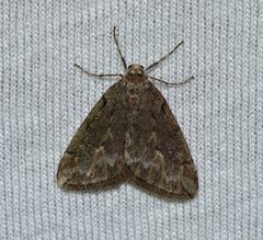 Paleacrita vernata by (c) Andy Reago & Chrissy McClarren, some rights reserved (CC BY). Used under a CC-BY license.