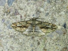 Parapheromia falsata by (c) Wendy McCrady, some rights reserved (CC BY), uploaded by Wendy McCrady. Used under a CC-BY license.