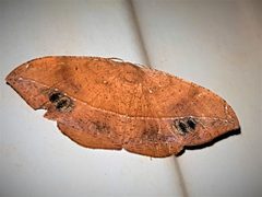Patalene hamulata by (c) Gerry van Tonder, some rights reserved (CC BY), uploaded by Gerry van Tonder. Used under a CC-BY license.