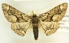 Phaeoura mexicanaria by no rights reserved, uploaded by Robbie Hannawacker. Used under a CC0 license.