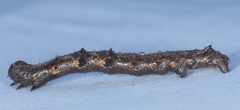 Phigalia plumogeraria by (c) Don Loarie, some rights reserved (CC BY), uploaded by Don Loarie. Used under a CC-BY license.