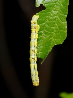 Phigalia strigataria by (c) Michelle W. （鍾偉瑋）, some rights reserved (CC BY), uploaded by Michelle W. （鍾偉瑋）. Used under a CC-BY license.