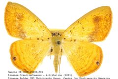 Phrygionis auriferaria by no rights reserved, uploaded by Andreas Manz. Used under a CC0 license.