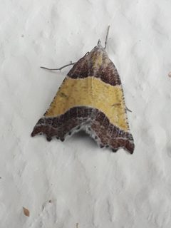 Plataea polychroma by (c) José Belem Hernández Díaz, some rights reserved (CC BY), uploaded by José Belem Hernández Díaz. Used under a CC-BY license.