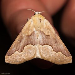 Sabulodes spoliata by (c) Ken-ichi Ueda, some rights reserved (CC BY). Used under a CC-BY license.