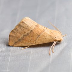 Sicya morsicaria by (c) Ken-ichi Ueda, some rights reserved (CC BY), uploaded by Ken-ichi Ueda. Used under a CC-BY license.