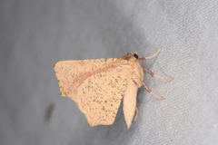 Slossonia rubrotincta by (c) Hawk T., some rights reserved (CC BY), uploaded by Hawk T.. Used under a CC-BY license.